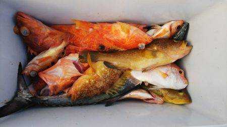 第二龍勢丸 釣果