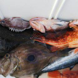 第二龍勢丸 釣果