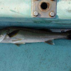 アマテラス 釣果