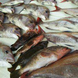 タイラバ遊漁船 ワンピース 釣果