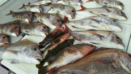 タイラバ遊漁船 ワンピース 釣果