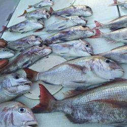 タイラバ遊漁船 ワンピース 釣果