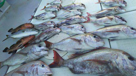 タイラバ遊漁船 ワンピース 釣果