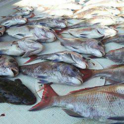 タイラバ遊漁船 ワンピース 釣果