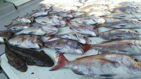 タイラバ遊漁船 ワンピース 釣果