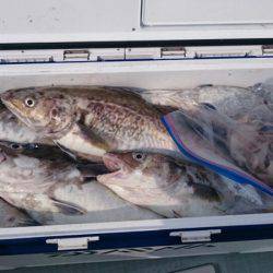 海龍丸（石川） 釣果