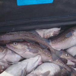 海龍丸（石川） 釣果