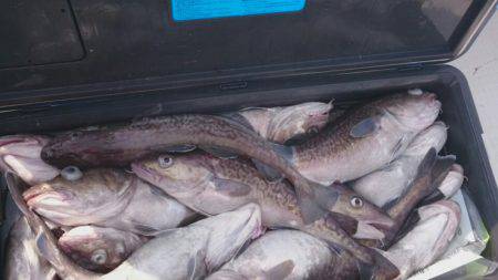 海龍丸（石川） 釣果