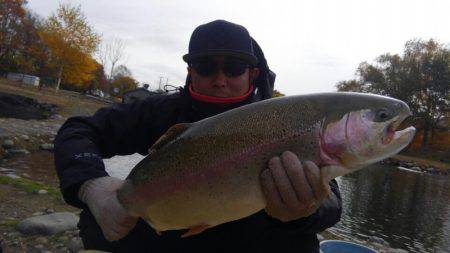 つりぼりあかし 釣果