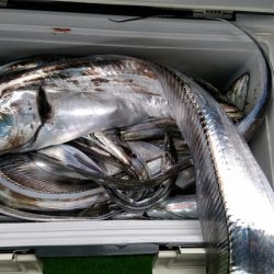 小島丸 釣果