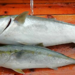 海の釣堀 海恵 釣果