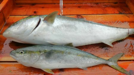海の釣堀 海恵 釣果