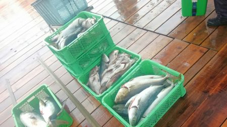 海の釣堀 海恵 釣果