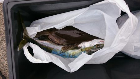 海龍丸（石川） 釣果