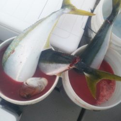 ブルドック 釣果