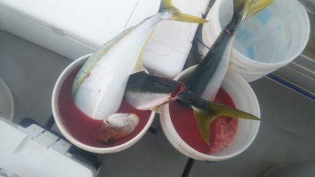 ブルドック 釣果