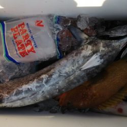 第二龍勢丸 釣果