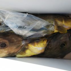 第二龍勢丸 釣果