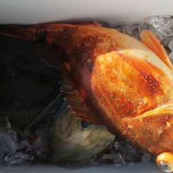 第二龍勢丸 釣果