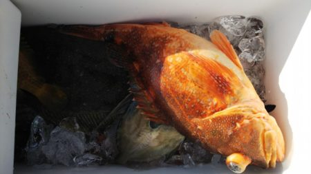 第二龍勢丸 釣果