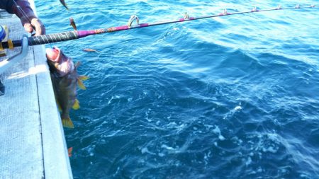 芳陽丸 釣果