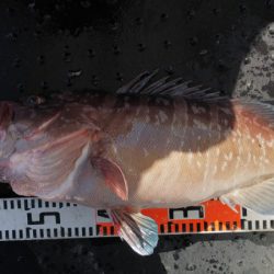 第二龍勢丸 釣果