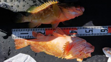 第二龍勢丸 釣果