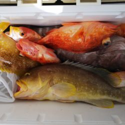 第二龍勢丸 釣果