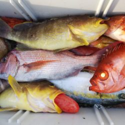 第二龍勢丸 釣果