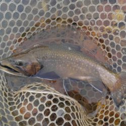 つりぼりあかし 釣果