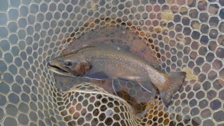 つりぼりあかし 釣果