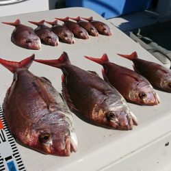 遊漁船 家入 釣果