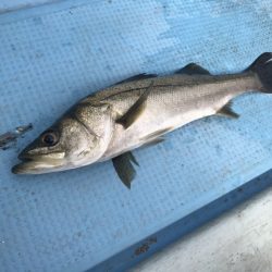 アマテラス 釣果