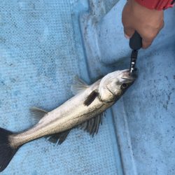 アマテラス 釣果