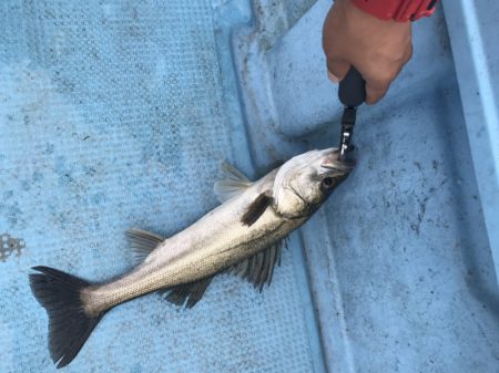 アマテラス 釣果