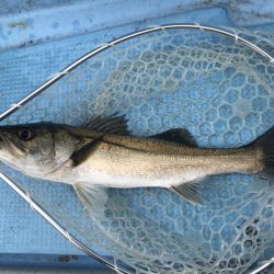 アマテラス 釣果