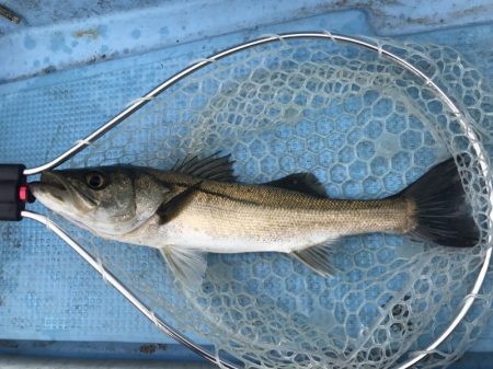 アマテラス 釣果