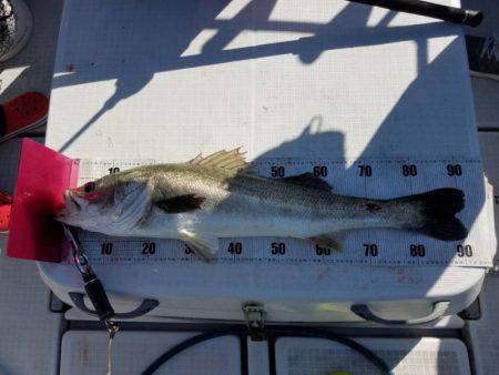 海龍丸（島根） 釣果