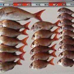 遊漁船 家入 釣果