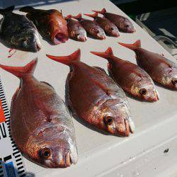 遊漁船 家入 釣果