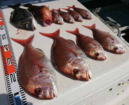 遊漁船　家入 釣果