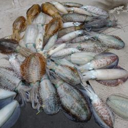 ブルースフィッシングサービス 釣果