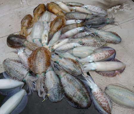 ブルースフィッシングサービス 釣果