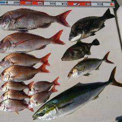 遊漁船 家入 釣果