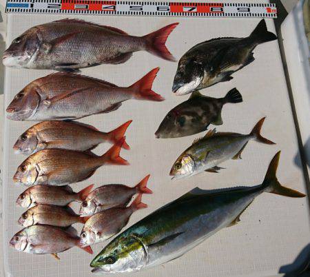 遊漁船 家入 釣果