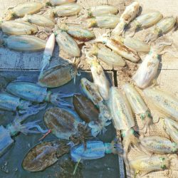 ブルースフィッシングサービス 釣果