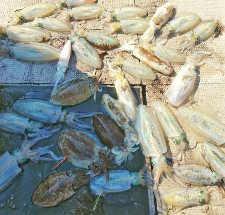 ブルースフィッシングサービス 釣果