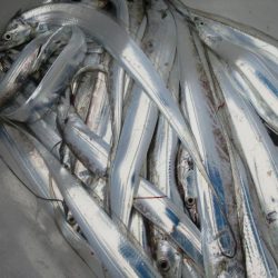 Chase（チェイス） 釣果