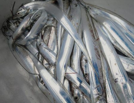 Chase（チェイス） 釣果