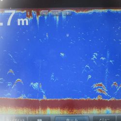 Chase（チェイス） 釣果